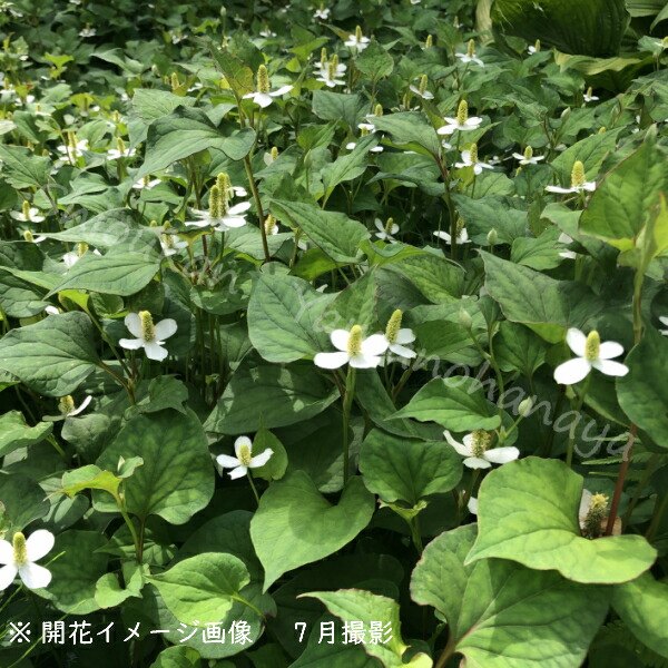 100ポット ドクダミ 9cmポット苗100ポット一揃い 山菜苗 耐寒本領多年草 草本苗 今季花めく仕舞い Marchesoni Com Br