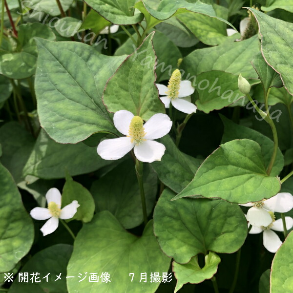 100ポット ドクダミ 花の苗物 栽培簡単 ドクダミ茶作りに 100ポット ドクダミ 山の花屋 9cmポット苗100ポットセット 山菜苗 耐寒性多年草 薬草苗 紫桜館 ガーデニング 農業 店 即発商品