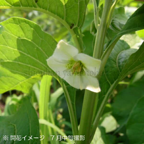 1000株 大実ホオズキ 素掘り苗1000株 切り花用 食用不可 宿根草 鬼灯 22年開花見込み株 11月5日お届け開始