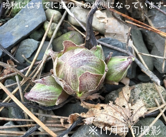 楽天市場 1ポット フキノトウ 12cmポット5芽植え苗 山菜苗 耐寒性多年草 蕗の薹 今季開花終了 紫桜館 山の花屋 楽天市場店