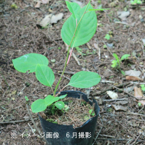 楽天市場 1ポット サルナシ 10 5cmポット苗 果樹苗 猿梨 マタタビの仲間 紫桜館 山の花屋 楽天市場店