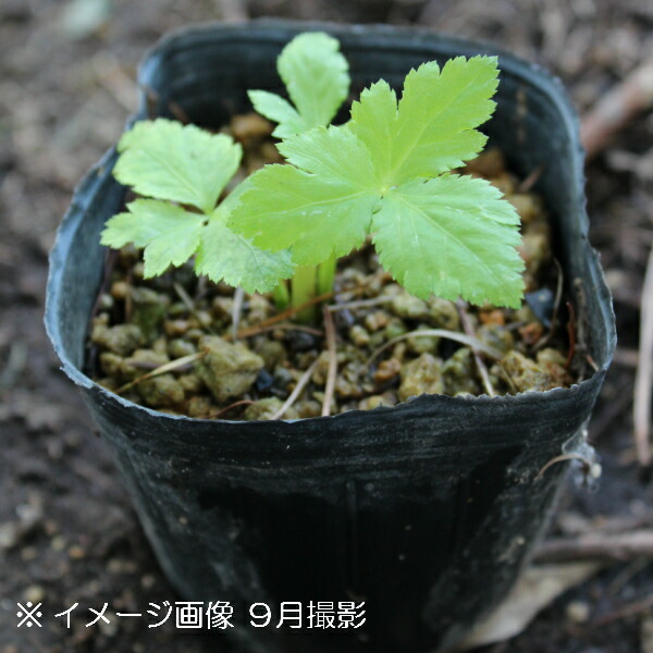 ちょっと植えておくと大活躍 果物の苗物 ポット ミツバ ポット ミツバ ガーデニング 農業 9cmポット苗ポットセット 山菜苗 耐寒性多年草 三つ葉 果物の苗物 Southernoaksfuneralservice Com