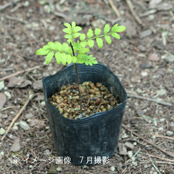 楽天市場 1ポット サンショウ 9cmポット苗 樹高 30ｃｍ 苗木 山椒 雄雌選別前の幼苗 紫桜館 山の花屋 楽天市場店