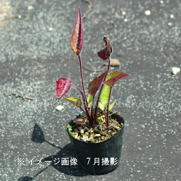 100ポット 白花二重咲きホタルブクロ 100ポット 白花二重咲きホタルブクロ 9cmポット苗100ポットセット ガーデニング 農業 ダブル咲き 耐寒性多年草 蛍袋 カンパニュラ 今季開花終了 ダブル咲き 耐寒性多年草 蛍袋 カンパニュラ 今季開花終了 9 25植え替えました 花の