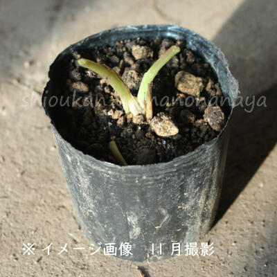 楽天市場 2ポット ミツバ 9cmポット苗2ポットセット 山菜苗 耐寒性多年草 三つ葉 紫桜館 山の花屋 楽天市場店