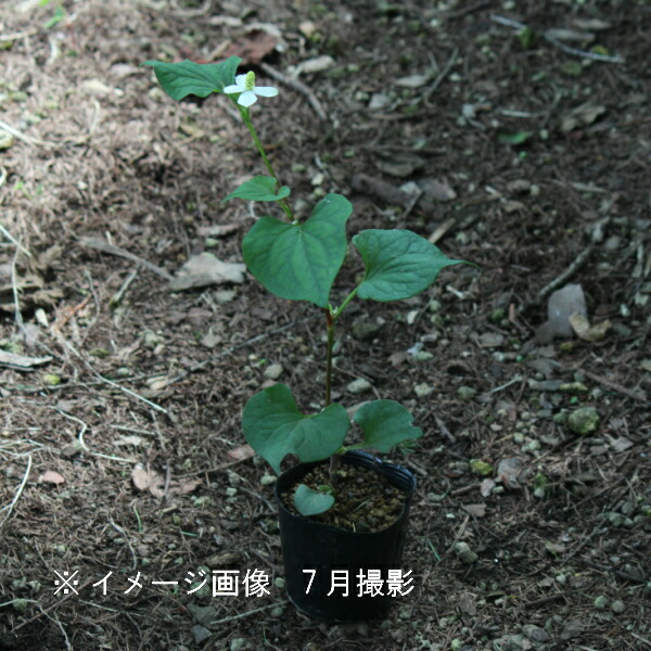 楽天市場 ポット ドクダミ 9cmポット苗ポットセット 山菜苗 耐寒性多年草 薬草苗 今季開花終了 紫桜館 山の花屋 楽天市場店