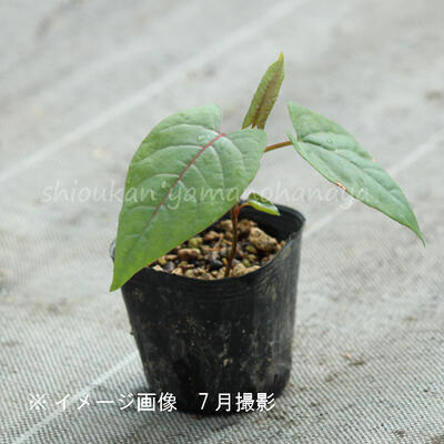 半額品 100ポット イタドリ 9cmポット苗100ポットセット 山菜苗 耐寒性多年草 痛取 イタンポ 最安