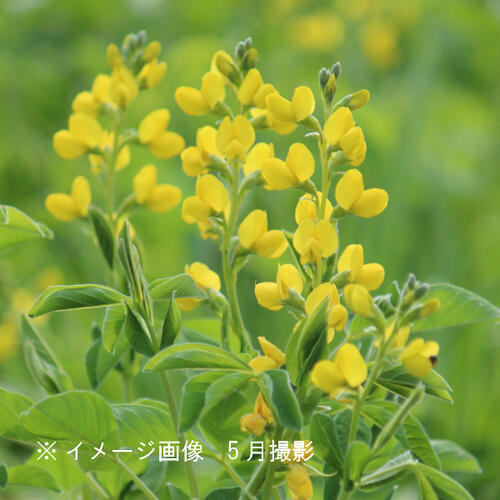 黄花センダイハギ 9珊ポット苗 寸法銀行割引あり/山野草/耐寒性多年草/※今季花めく締めくくる 6/6葉が詳しく述べる中