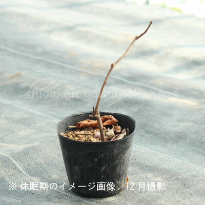 楽天市場 1ポット ツルウメモドキ 10 5cmポット雌木苗 樹木苗 苗木 つるもどき 紫桜館 山の花屋 楽天市場店