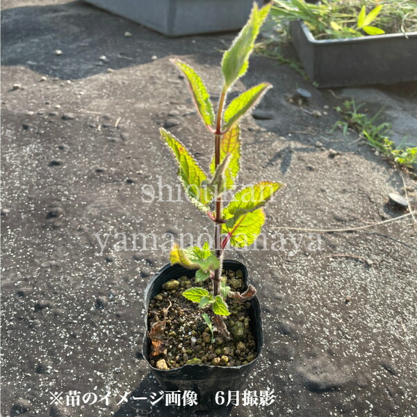 楽天市場 1ポット 岩手県産チョロギ 9cmポット種芋仮植え苗 長老喜 山菜苗 紫桜館 山の花屋 楽天市場店