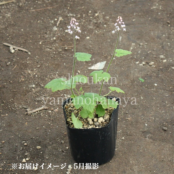 苗物 花の苗物 ポット ズダヤクシュ 9 10 5cmポット苗ポットセット 耐寒性多年草 薬草苗 喘息薬種 ティアレア 今季開花終了 紫桜館 山の花屋 店