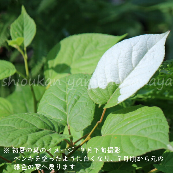 楽天市場 1ポット マタタビ 10 5cmポット苗 果樹苗 木天蓼 紫桜館 山の花屋 楽天市場店