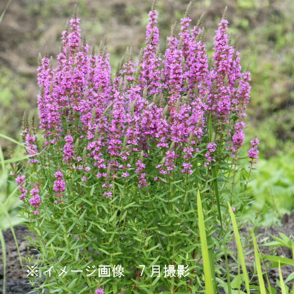 楽天市場 1ポット ミソハギ 9cmポット苗 山野草 湿地性多年草 ビオトープ 禊萩 精霊花 紫桜館 山の花屋 楽天市場店