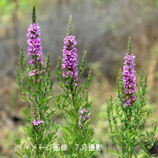 山野草　超希少　エゾツクモグサ　A ezoengosakuR2.jpg