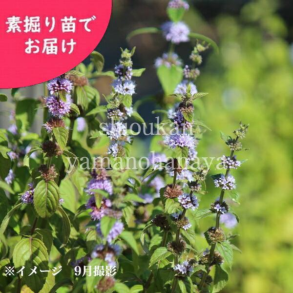 100ポット 日本ハッカ 9cmポット苗100ポット後景 山野ハーブ 耐寒性分多年草 日本ハッカ ミント Marchesoni Com Br
