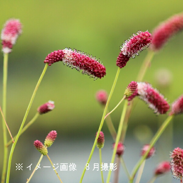 山の花屋花穂が長く高さのある優雅なお花です店10 5cmポット苗20ポット 