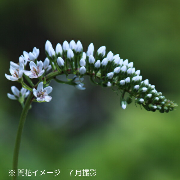 楽天市場 1ポット オカトラノオ 9cmポット苗 山野草 耐寒性多年草 丘虎の尾 紫桜館 山の花屋 楽天市場店