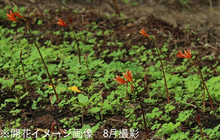 楽天市場 1ポット キツネノカミソリ 9cmポット苗 山野草 リコリス 彼岸花 8 17開花中 紫桜館 山の花屋 楽天市場店