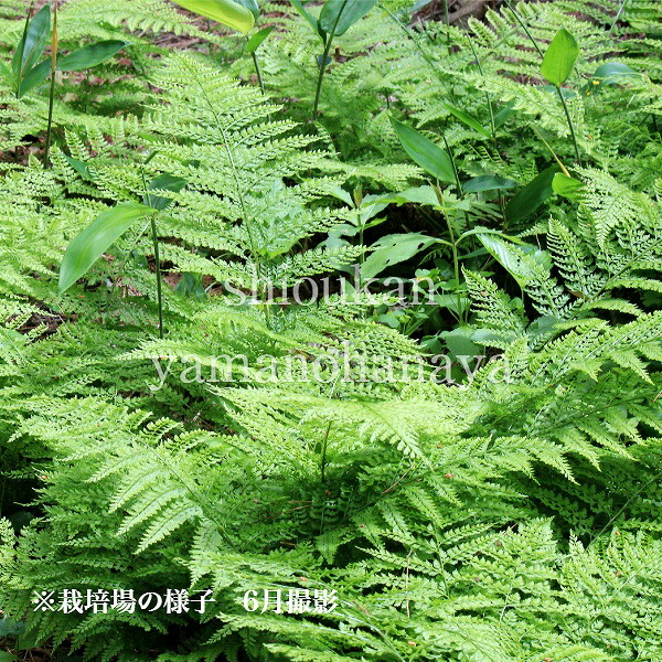 購買 100株 リョウメンシダ 素掘り苗100株 山野草 シダ植物 両面羊歯 10月28日お届け開始 Fucoa Cl