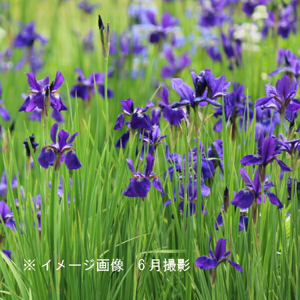 楽天市場 1ポット サキガケアヤメ 10 5cmポット苗 山野草 耐寒性多年草 魁文目 菖蒲 紫桜館 山の花屋 楽天市場店