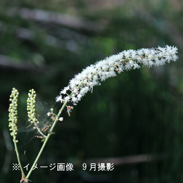 楽天市場 1ポット サラシナショウマ 10 5cmポット苗 山野草 耐寒性多年草 晒菜升麻 今季開花終了 休眠期に入りました 紫桜館 山の花屋 楽天市場店