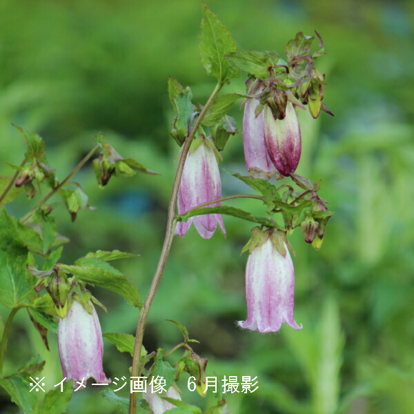 楽天市場 1ポット 絞り咲きホタルブクロ 9cmポット苗 山野草 耐寒性多年草 蛍袋 カンパニュラ 紫桜館 山の花屋 楽天市場店