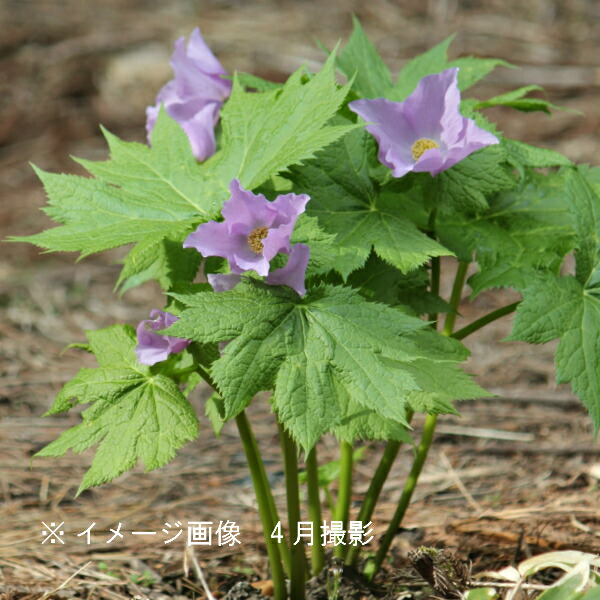 楽天市場 5芽 シラネアオイ 素掘り苗5芽 山野草 白根葵 22年開花見込み株 10月15日お届け開始 紫桜館 山の花屋 楽天市場店