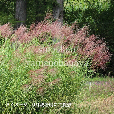 楽天市場 1ポット タカノハススキ 10 5cmポット苗 植え付け1年後以降の開花見込み苗 矢羽薄 鷹の羽ススキ 紫桜館 山の花屋 楽天市場店