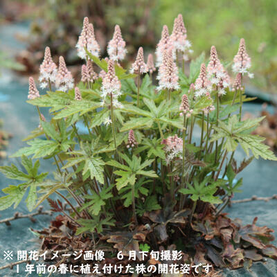 ポット ティアレア ピンクスカイロケット 10 5cmポット苗ポットセット 今季開花終了 宿根草 ティアレラ