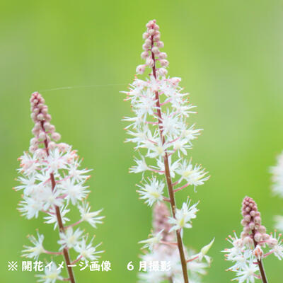 ポット ティアレア ピンクスカイロケット 10 5cmポット苗ポットセット 今季開花終了 宿根草 ティアレラ