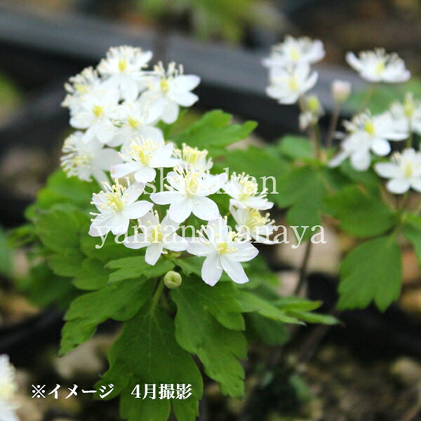 楽天市場 ポット 日本サクラソウ 9cmポット苗ポットセット 山野草 耐寒性多年草 桜草 プリムラ 休眠期中 地上部なし 紫桜館 山の花屋 紫桜館 山の花屋 ポット プリムラ デンテキュラータ 赤花 9cmポット苗ポットセット 宿根草 耐寒性多年草 玉咲き桜草