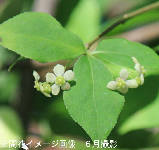 楽天市場 1ポット ツリバナ 12 15cmポット苗 樹木苗 ツリバナマユミ 吊り花 紫桜館 山の花屋 楽天市場店