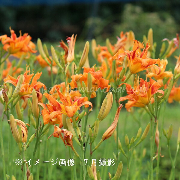 当店限定販売 の 株 ヤブカンゾウ素掘り苗株山野草 山菜苗 藪萱草 アマナ 入荷済み スーパーセール即出荷 の