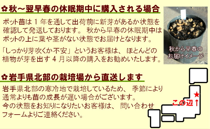 楽天市場 1ポット モミジイチゴ 9cmポット苗 植え付け1年後以降の収穫見込み苗 果樹苗 紅葉苺 野苺 山いちご 10月上旬に再販予定 紫桜館 山の花屋 楽天市場店