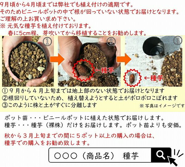 楽天市場 1ポット 岩手県産チョロギ 9cmポット種芋仮植え苗 長老喜 山菜苗 紫桜館 山の花屋 楽天市場店