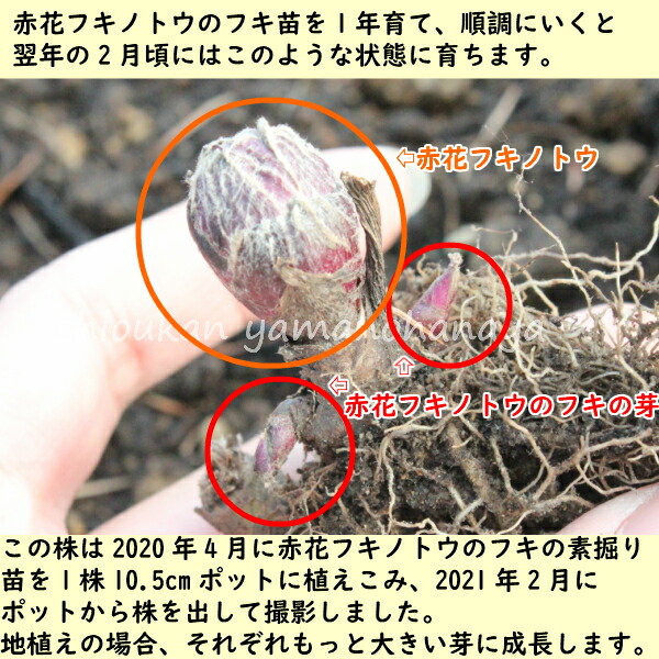 楽天市場 5株 赤花フキノトウのフキ苗 素掘り苗5株 山菜苗 22年収穫見込み株 11月26日お届け開始 紫桜館 山の花屋 楽天市場店