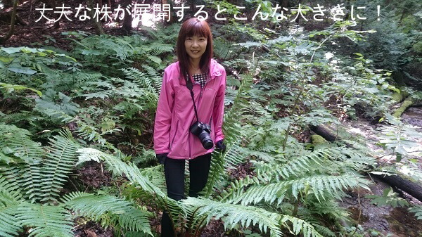1ポット)オシダ 15cmポット大株苗 山野草 大型シダ植物 雄羊歯 ※休眠期中（地上部なし） 苗物