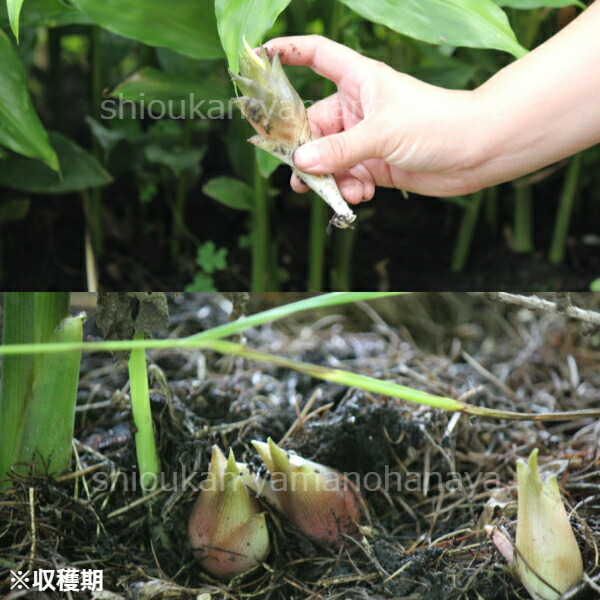 楽天市場 2ポット 早生ミョウガ 9cmポット苗2ポットセット 山菜苗 耐寒性多年草 夏茗荷 紫桜館 山の花屋 楽天市場店