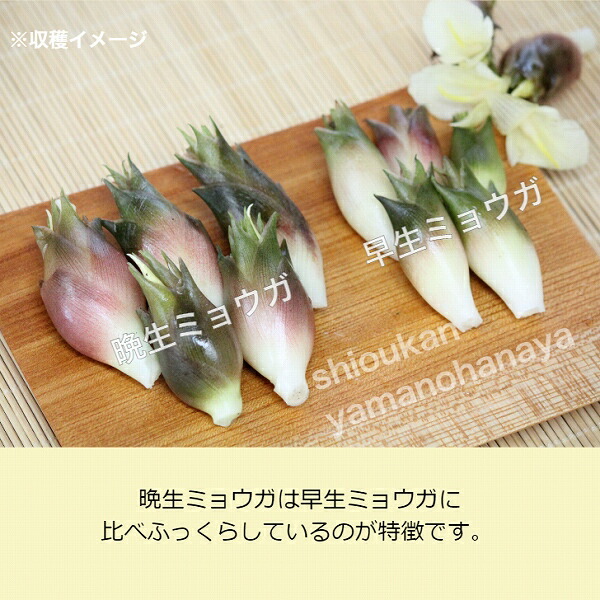 激安本物 1000株 晩生ミョウガ 素掘り苗1000株 山菜苗 秋茗荷 23年収穫見込み株 12月2日お届け開始 Fucoa Cl
