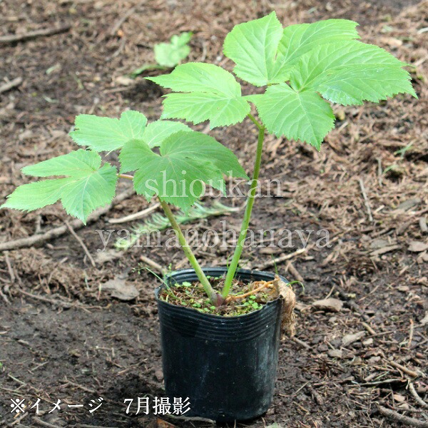 楽天市場】(1ポット)コシアブラ 9～10.5cmポット苗 樹高30～50cｍ/山菜