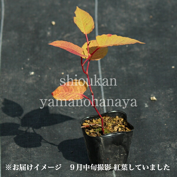 半額品 100ポット イタドリ 9cmポット苗100ポットセット 山菜苗 耐寒性多年草 痛取 イタンポ 最安