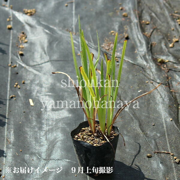 ポット ノハナショウブ 湿地性多年草 ビオトープ 野花菖蒲 今季開花終了花 ガーデン Diy 10 5cmポット苗ポットセット 苗物 10 5cmポット苗ポットセット 湿地性多年草 ビオトープ 野花菖蒲 今季開花終了