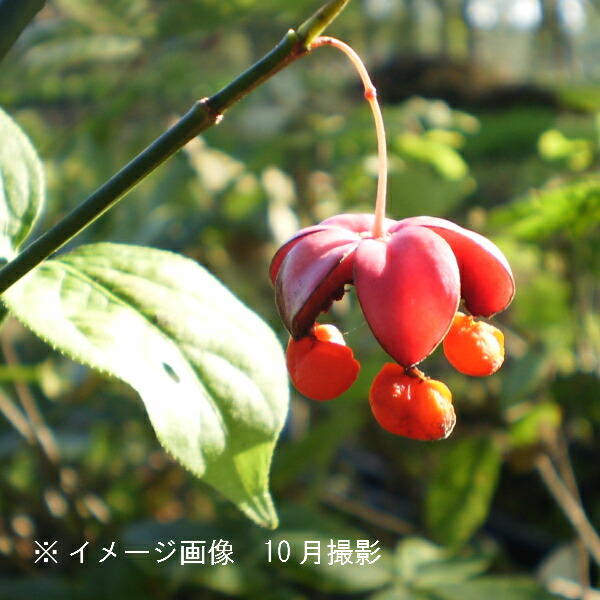 楽天市場 1ポット ツリバナ 9cmポット苗 樹木苗 ツリバナマユミ 吊り花 紫桜館 山の花屋 楽天市場店