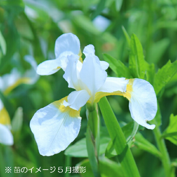 楽天市場 1ポット 白花ノアヤメ 10 5cmポット苗 山野草 耐寒性多年草 野アヤメ 菖蒲 紫桜館 山の花屋 楽天市場店