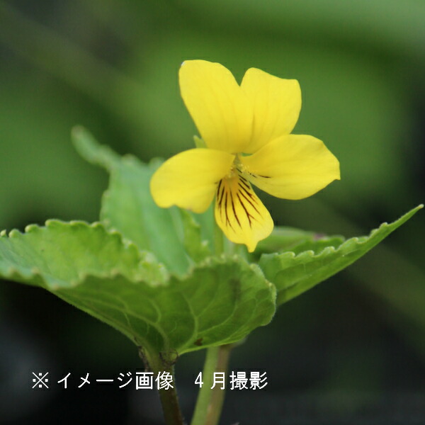 楽天市場】山野草セット： スミレ 3種各2ポットセット