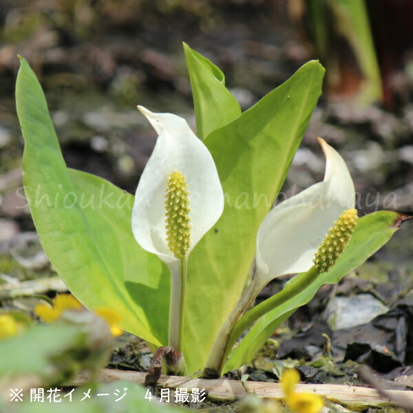 店開花見込株 ガーデニング 農業 12cmポット花芽付き大株仮植え苗24ポットセット 山の花屋 苗物 湿地植物 耐寒性多年草 水芭蕉 入荷済み 紫桜館 花の苗物 24ポット ミズバショウ 花の苗物