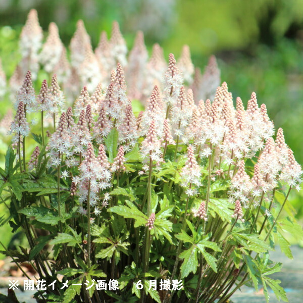 楽天市場 1ポット 日本スズラン 10 5cmポット2 3芽植え苗 春咲き山野草 耐寒性多年草 鈴蘭 4 26芽吹き始め 紫桜館 山の花屋 楽天市場店