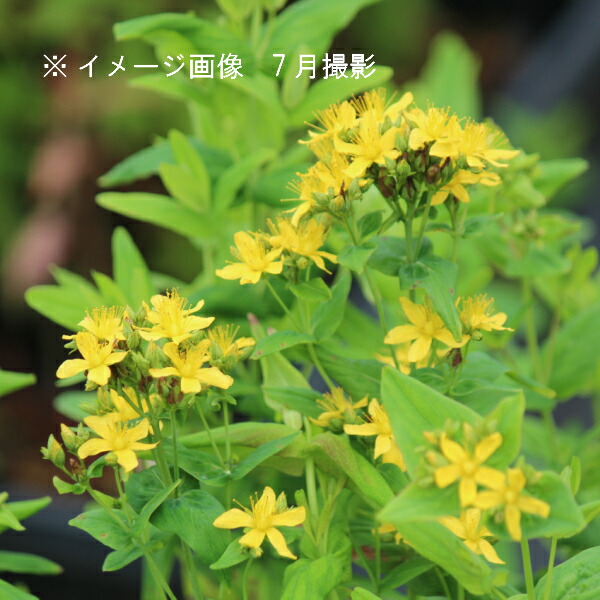 オトギリソウ 9～10.5糎ポット苗 分量割り引きあり/山野草/耐寒性多年草/弟切草/※6/10葉が取りひろげる中