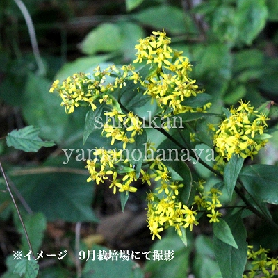 楽天市場 1ポット アキノキリンソウ 9 10 5cmポット苗 山野草 秋の麒麟草 今季開花終了 紫桜館 山の花屋 楽天市場店