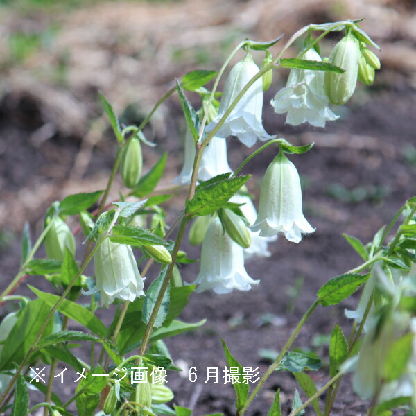 楽天市場 1ポット 白花二重咲きホタルブクロ 9cmポット苗 ダブル咲き 耐寒性多年草 蛍袋 カンパニュラ 紫桜館 山の花屋 楽天市場店